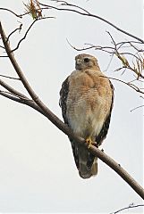 Red-shouldered Hawk